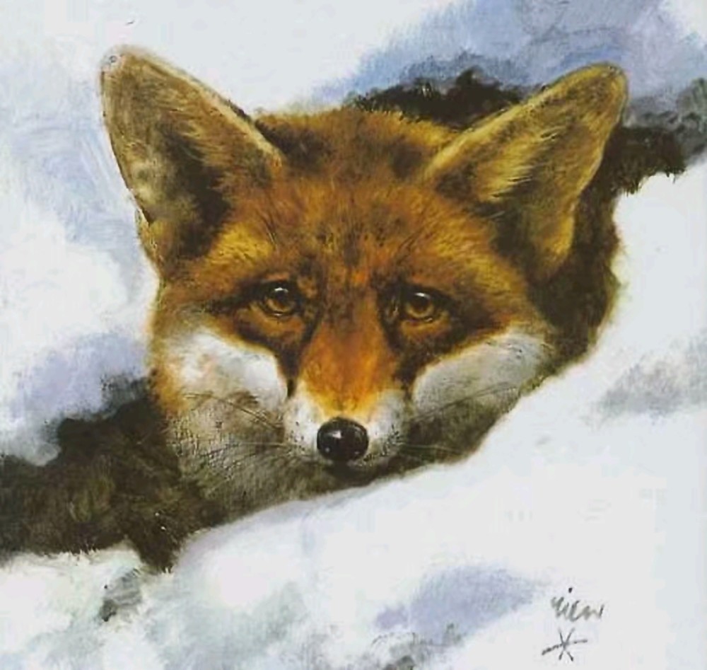 荷兰动物艺术画家rienpoortvliet油画作品之雪地灵狐
