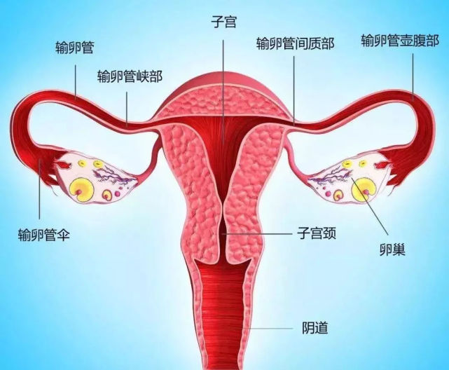 卵巢位于肚脐靠下的双侧髂窝区,就是小腹那里比较深的位置