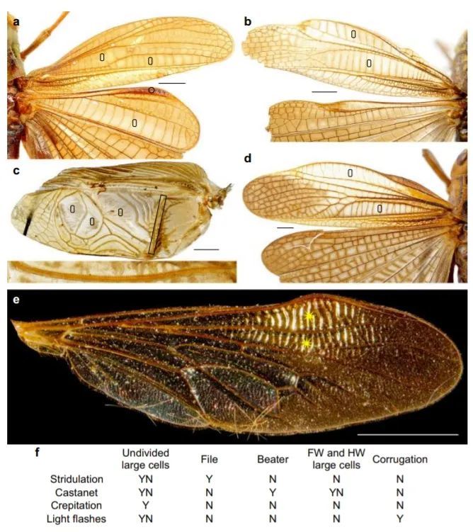 远古翅膀揭示昆虫交流起源|《通讯-生物学》论文