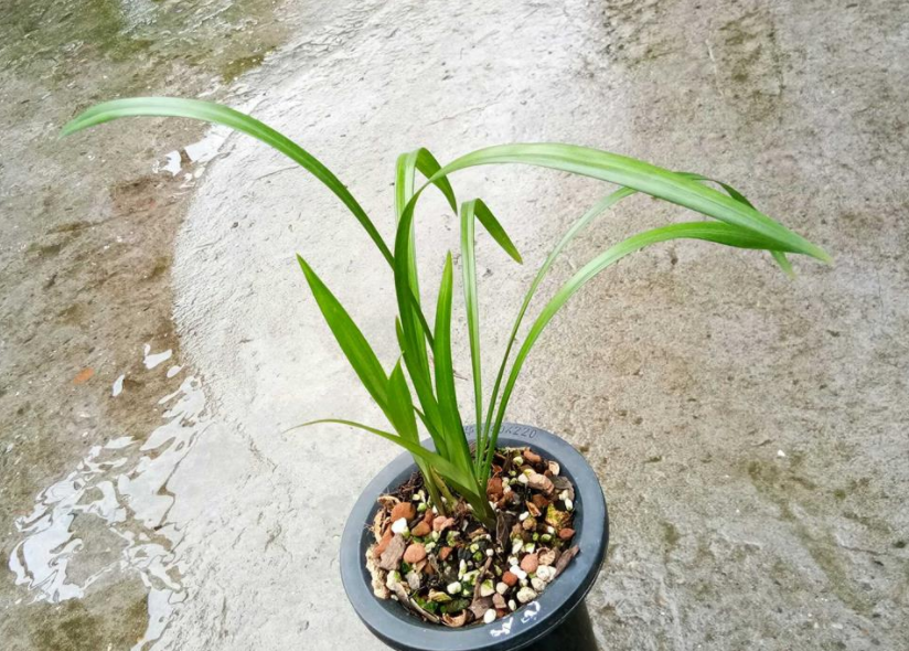 建兰红贵妃,夏季盆栽养兰首选!一杆能开花10朵以上
