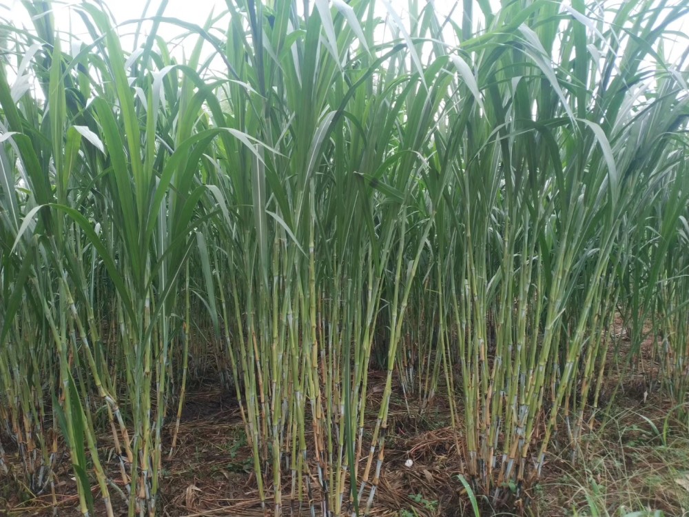 被称"草中皇帝"的皇竹草,饲养效益高,它存在哪些不足的地方?