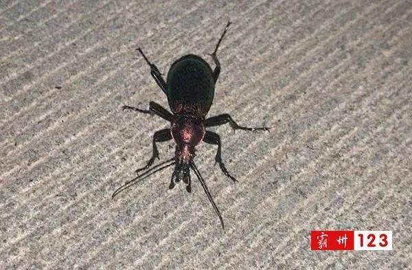 这种虫子是粉红色的,大概有3厘米长,身上有甲壳,有六条腿