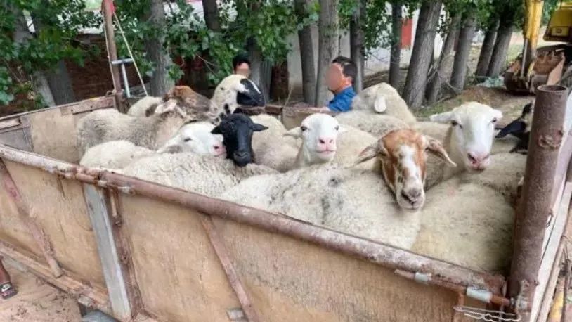 被卖掉的46只羊,为何又被买了回来?