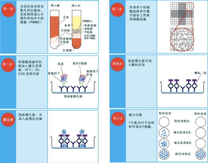 t-spot检查在诊断结核中到底有多大意义?