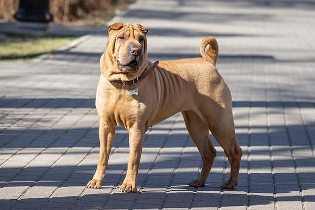 寻根问祖系列91中国沙皮犬chinesesharpei