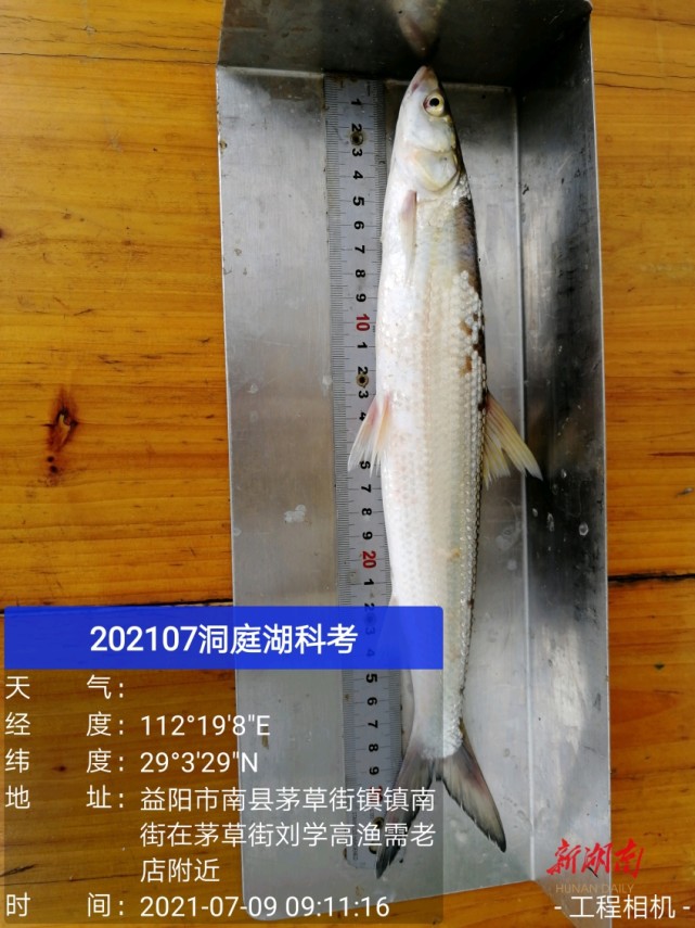 保护水生生态获回报 珍稀鱼类"鳤"重现洞庭湖
