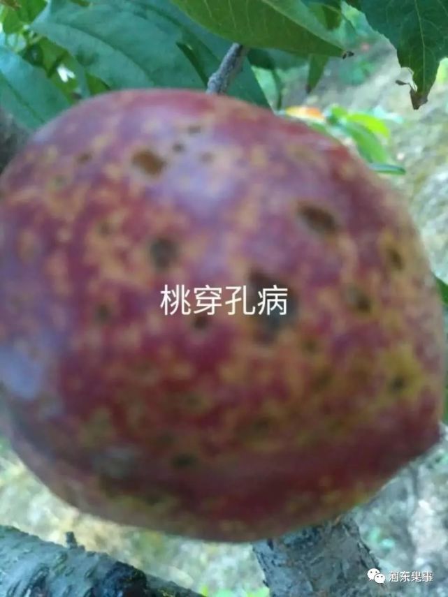 桃细菌性穿孔病