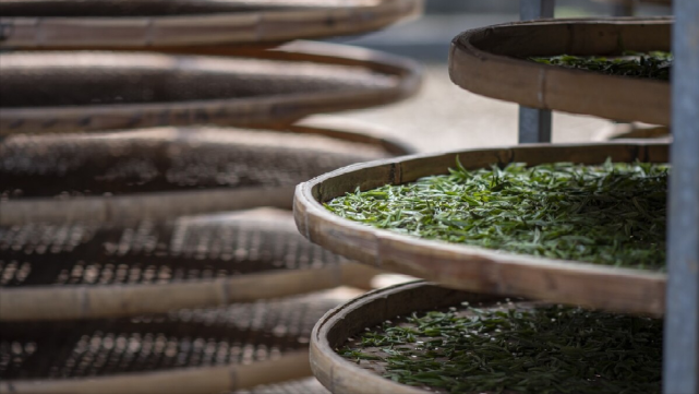 除了绿茶之外,像黄茶,黑茶,乌龙茶,普洱茶等也有杀青,由此可见,白茶是