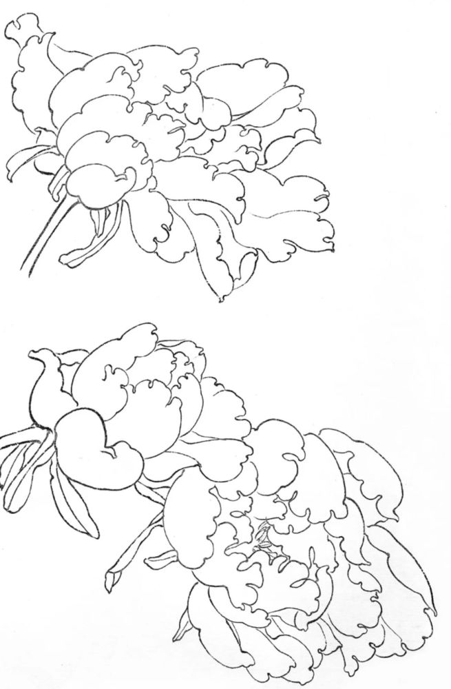 牡丹大蕾白描画法【画法要点】花蕾宜上扬,忌下垂,花蕾造型上,根据