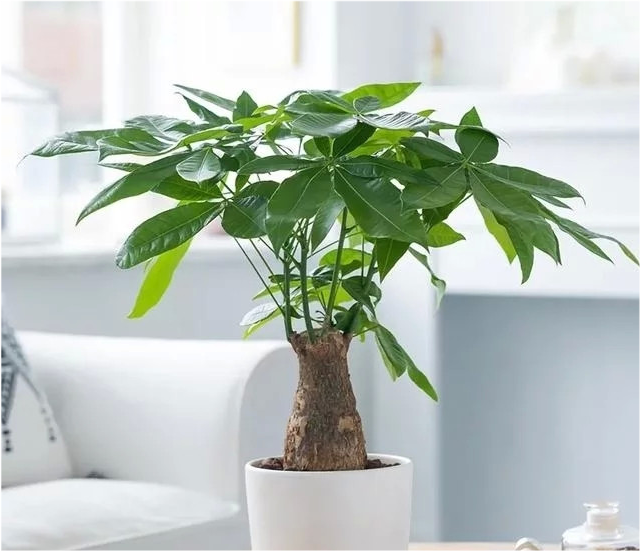 十二生肖养什么植物最旺财每种生肖各不同看看你最适合养什么