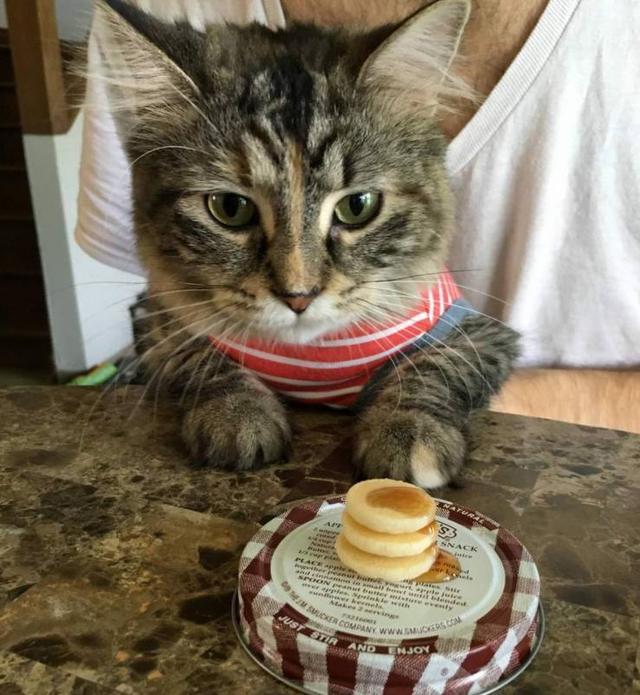 猫咪能贪吃到什么程度?6张爆笑的猫咪图片告诉你答案!