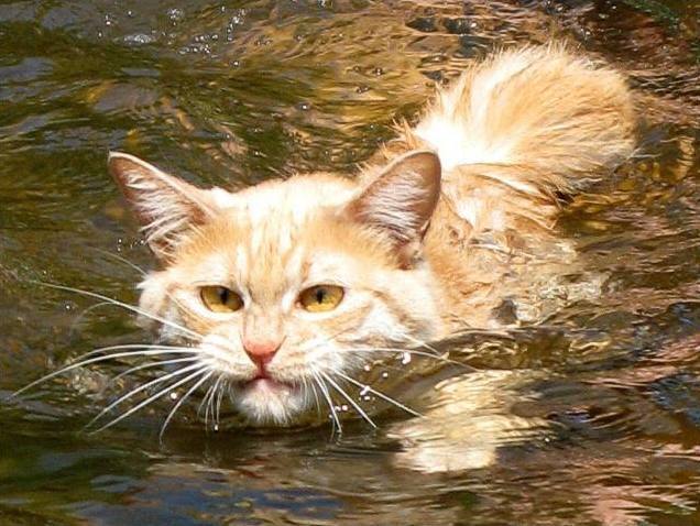 猫咪落水后的4种不同命运求最后那只猫的心理阴影面积