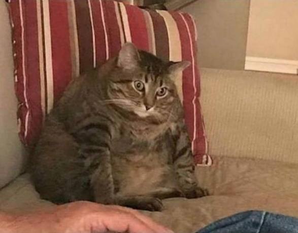 铲屎的,你进门敲门了吗!喵喵喵?