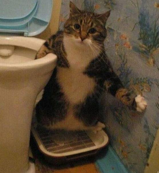 铲屎的,你进门敲门了吗!喵喵喵?