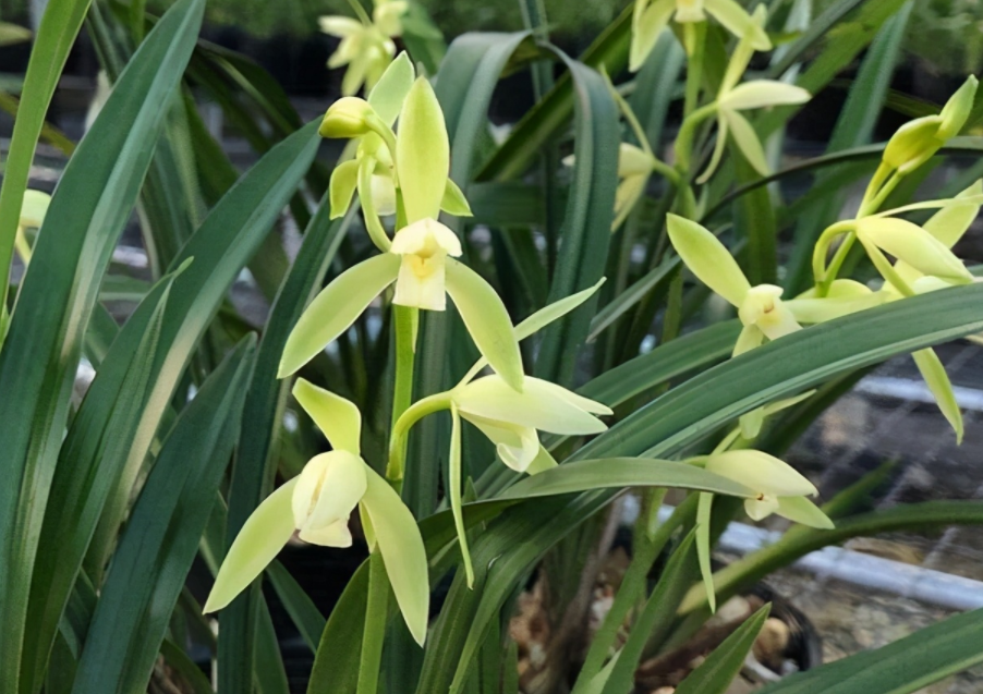 建兰里的素花:大凤素兰花,颜色纯正,香气浓,花茎达9厘米