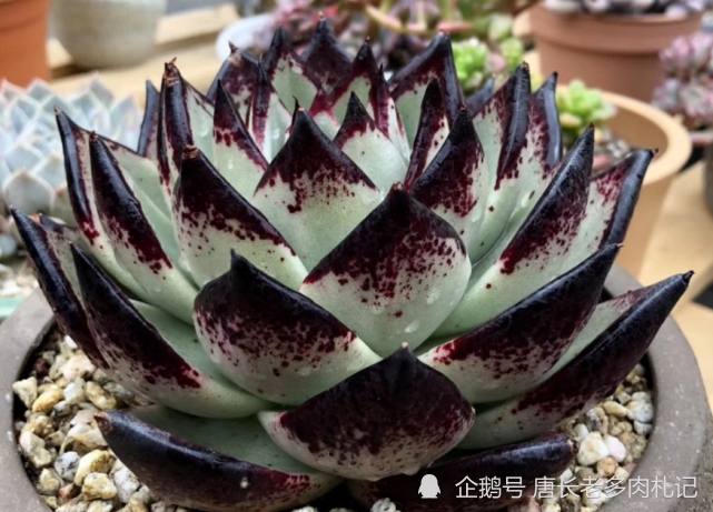 多肉乌木品种众多且十分混乱,我们如何才能选到称心如意的呢?