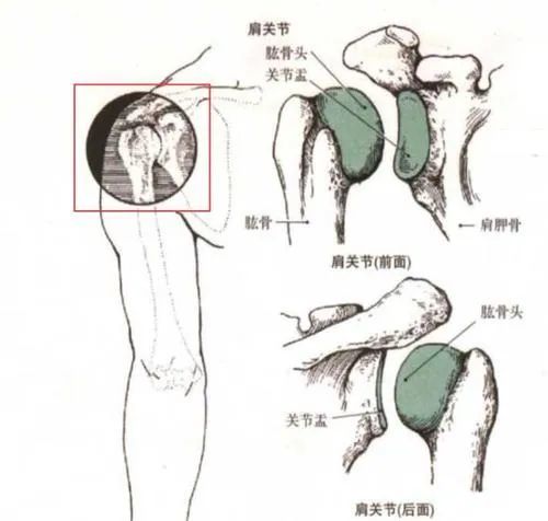它们分别是:盂肱关节,肩锁关节,胸锁关节,三角肌下关节,肩胛下关节.