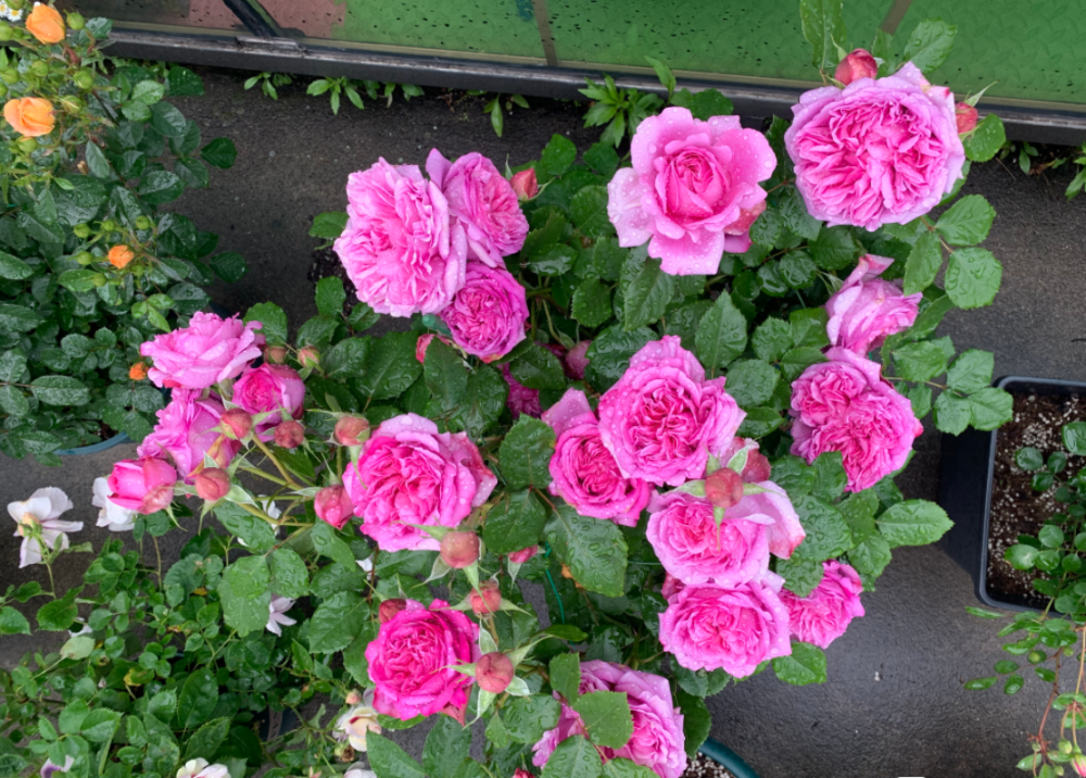 庞巴度玫瑰,近乎完美的月季,花大香浓,丰花勤花,阳台也可以养