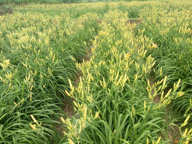 农户种植黄花菜施好三次追肥和一次叶面肥花蕾饱满色泽金黄