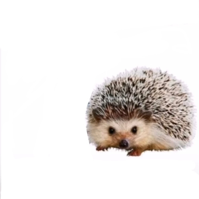 卡尔小刺猬#可爱表情包,谢谢卡尔,拿来吧你