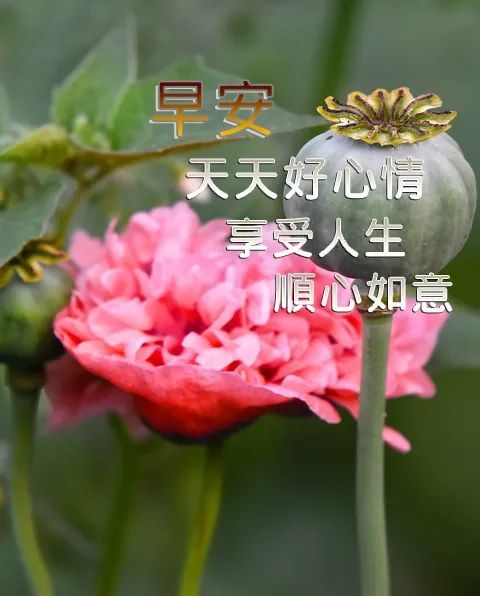 早上好图片大全最美 早上好祝福图片带字