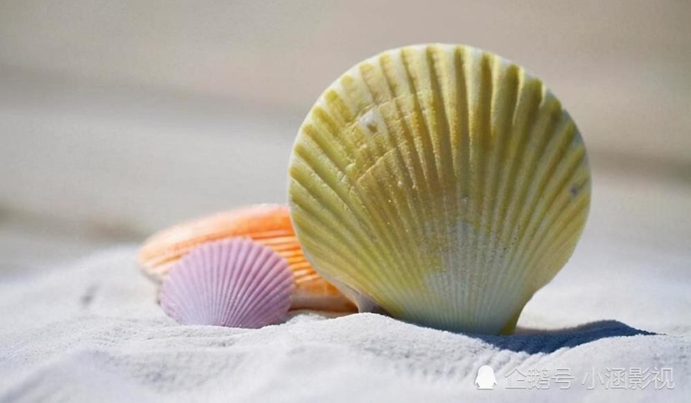 古时候贝壳就是货币,为什么古人不多捡点贝壳,让自己成为富豪?
