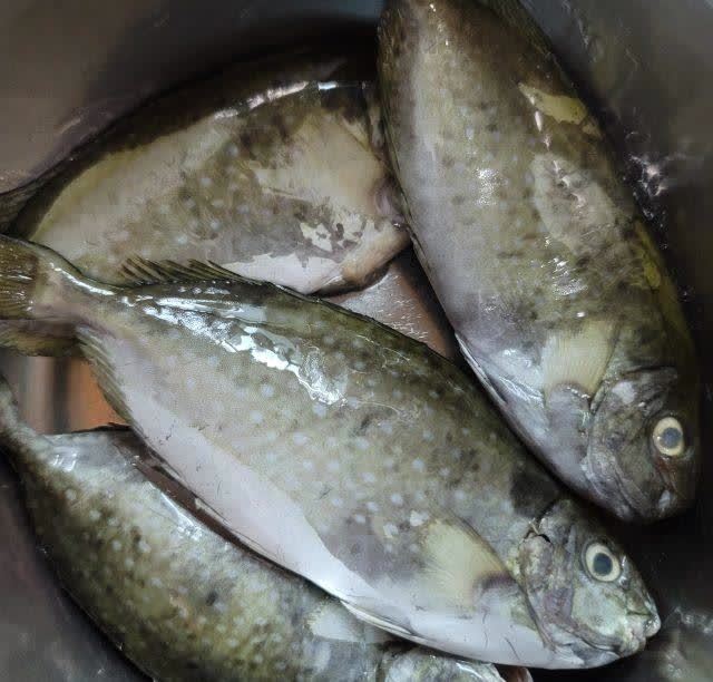 泥猛鱼营养价值,是非常高的,它属于蛋白低脂肪的食物.