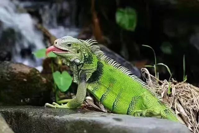 绿鬣蜥:大蜥蜴爱吃素,最有人气的网红爬宠!