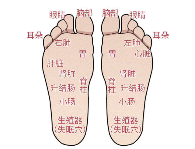 头晕,感冒,神经衰弱都有一定效果按摩肾脏反射区,即脚心的位置可缓解