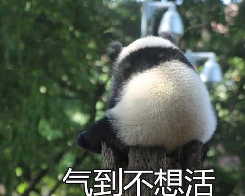 熊猫生气表情包:我可是享受国宝待遇的,你的良心不会痛吗