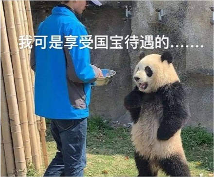 熊猫生气表情包我可是享受国宝待遇的你的良心不会痛吗67