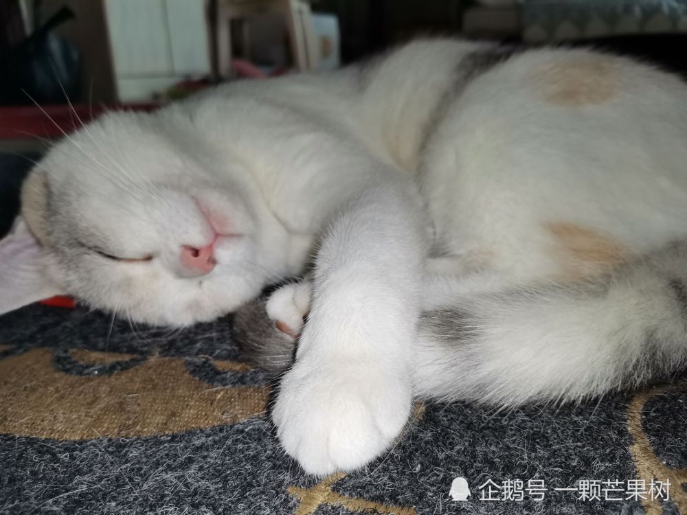 猫咪睡觉多可爱