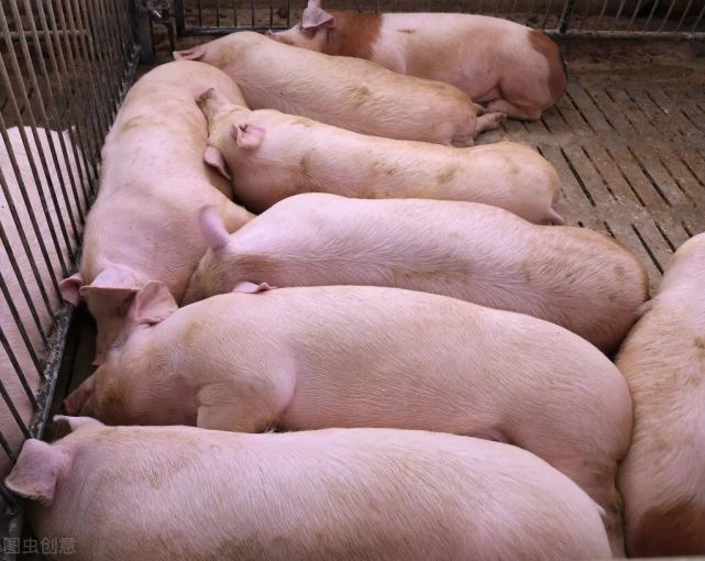 好事情来了,农业农村部:小养猪场取消环评,2笔奖补惠及养猪户