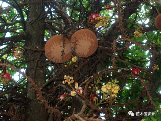 科普菩提树