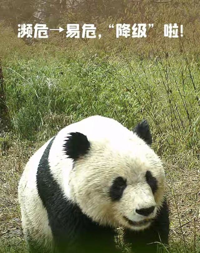 大熊猫降级了,看到这消息,我咋就"坏坏地"想笑呢?