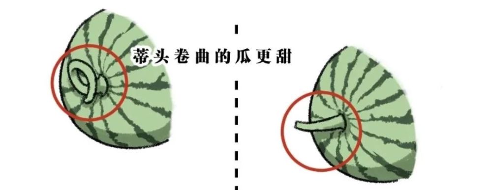 看瓜脐和瓜蒂