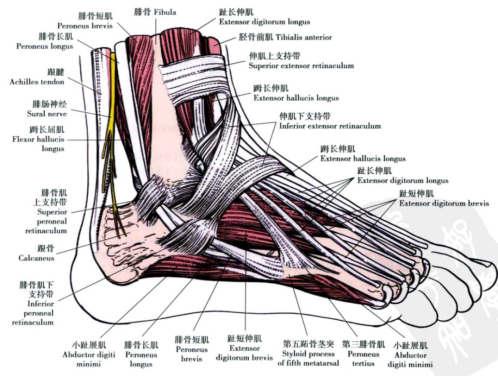 足背动脉:于伸肌上支持带下缘延续于胫前动脉,越过距骨舟骨及中间楔