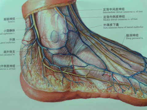 踝关节解剖分析(高清图文详解)