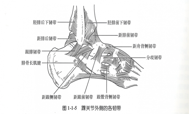 踝关节解剖分析(高清图文详解|踝关节|韧带|伸肌