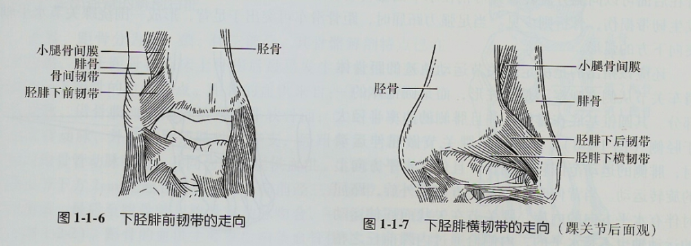 腓深神经:与胫前血管伴行,在踝前方分为内外侧两终支.