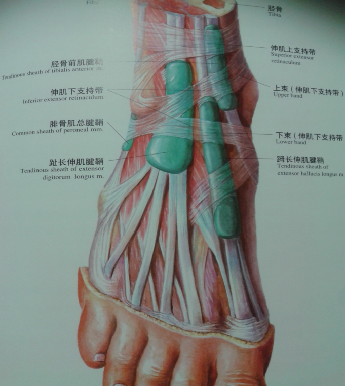 足背静脉弓 6.廻长伸肌腱 7.趾长伸肌腱 8.腓骨第三肌腱 9.趾