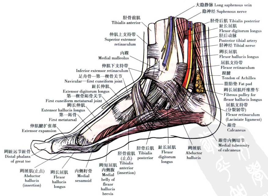 踝关节解剖分析(高清图文详解)