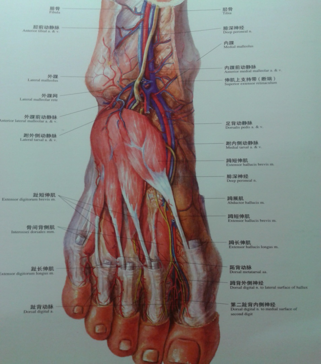 踝关节解剖分析(高清图文详解)