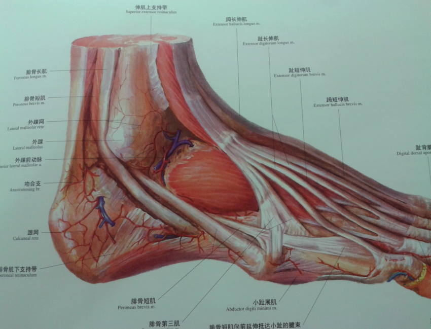 踝关节解剖分析(高清图文详解)