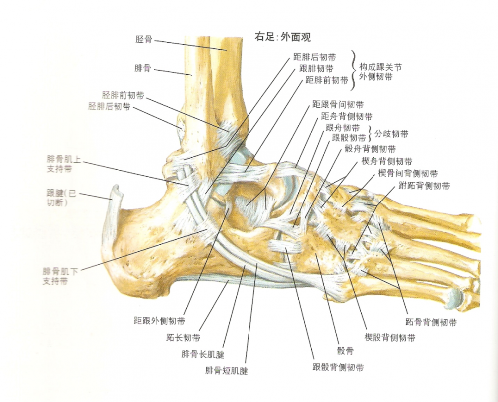 踝关节内侧韧带结构 作用:距腓前韧带:跖屈位限制足内翻.