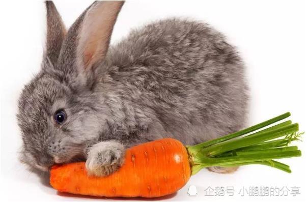 孕妇梦见兔子，寓意与解读