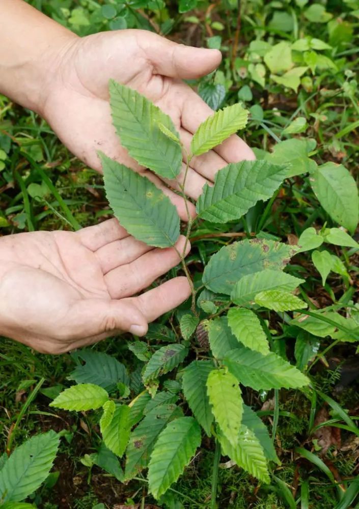 乡上山头进行植物考察时,发现天台鹅耳枥群落,分布 有300余株野生植株