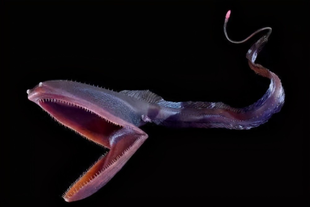 世界十大令人恐怖深海生物排行榜 鮟鱇上榜,第二被称为"食人魔鱼"