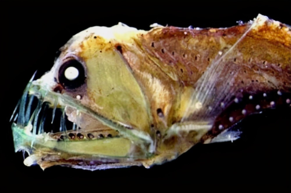 世界十大令人恐怖深海生物排行榜鮟鱇上榜第二被称为食人魔鱼