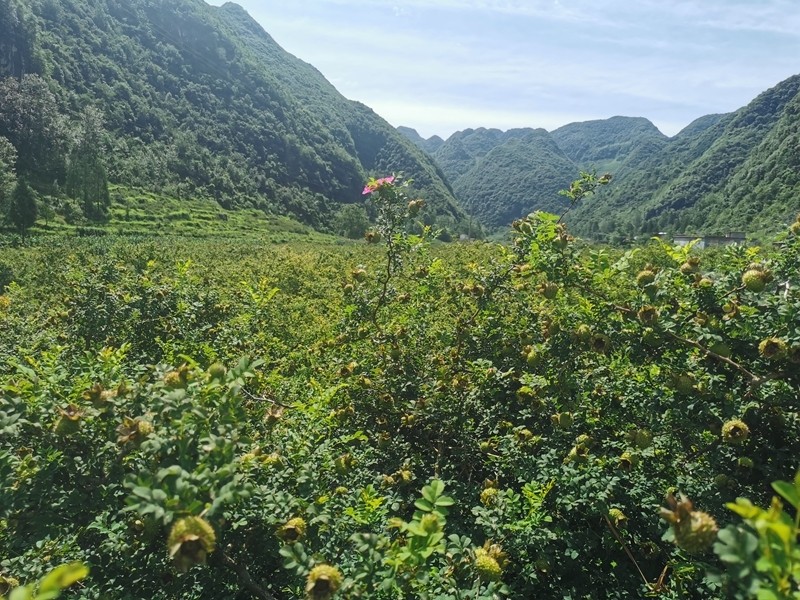 【生态文明发展出新绩】贵州刺梨:山珍小野果变身农民致富果